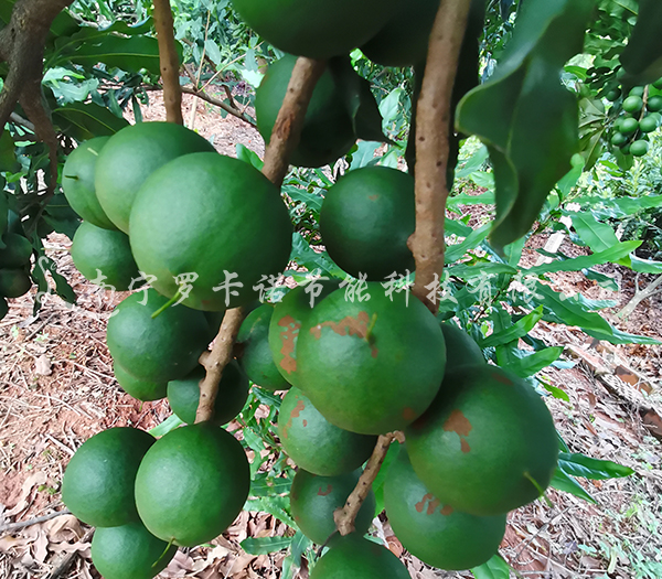 坚果烘干机 坚果烘干机