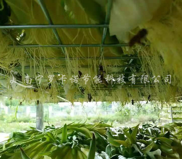 蚕茧烘干需要什么条件? 蚕茧烘干需要什么条件?