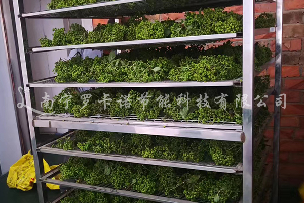 吴茱萸中药烘干