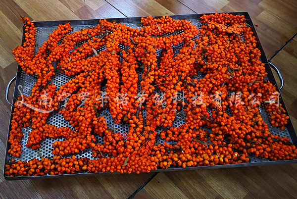 水果沙棘烘干